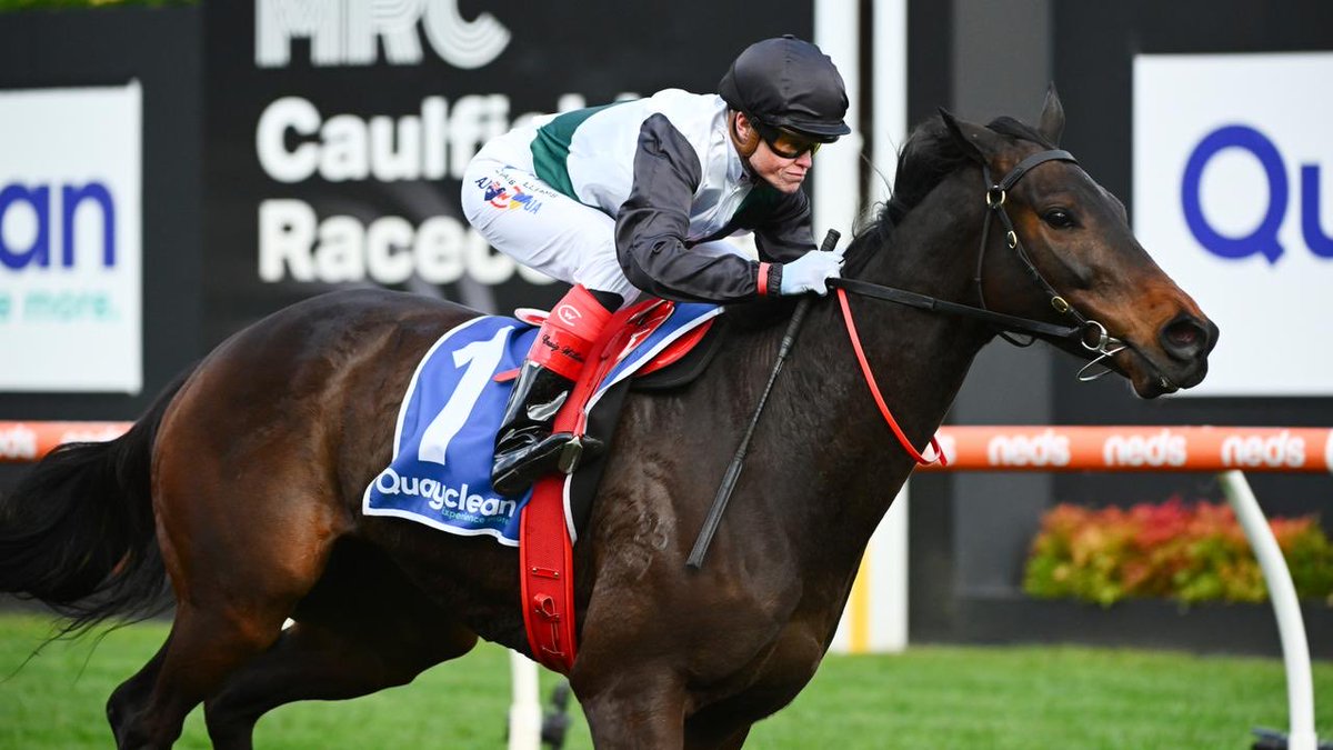 dom_long's tweet image. This pony has officially knocked off So You Think as my favourite horse 🏆💰🏇#mrbrightside