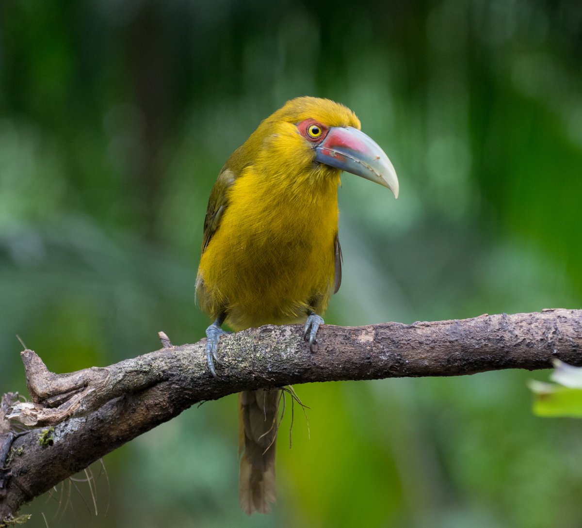 MbarkCherguia's tweet image. Saffron toucanet - itinga, MT, Brazil 🇧🇷

#photographer #NaturePhotography #naturelovers #birds #Nature