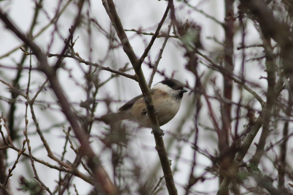 BMcCloskey tweet media