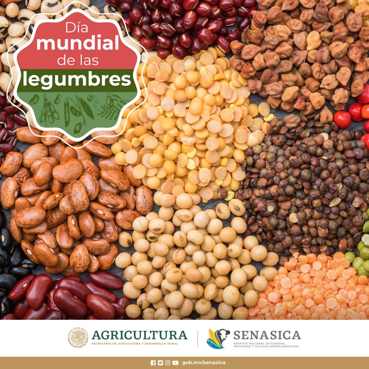 SENASICA's tweet photo. 🌱💚 Este 10 de febrero, únete con el Senasica a la celebración mundial de las legumbres. Estos pequeños alimentos tienen un gran impacto nuestra salud y bienestar. ¡Vamos juntos a sembrar conciencia y nutrición! 🌐🍲 #LegumbresSaludables #10Feb https://t.co/0O4n4hdTpm