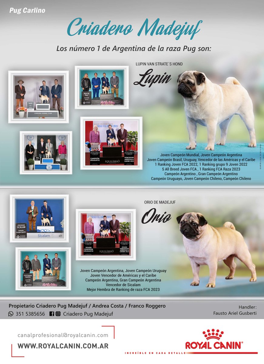 MundoMascota4's tweet photo. El Pug Carlino es sinónimo de alegría y ternura. En Criadero Pug Carlino Madejuf  se encargan de que crezcan sanos y felices 💗

👉 Conocé más en https://t.co/QVlOH2GQub https://t.co/2BRBLTMAhQ