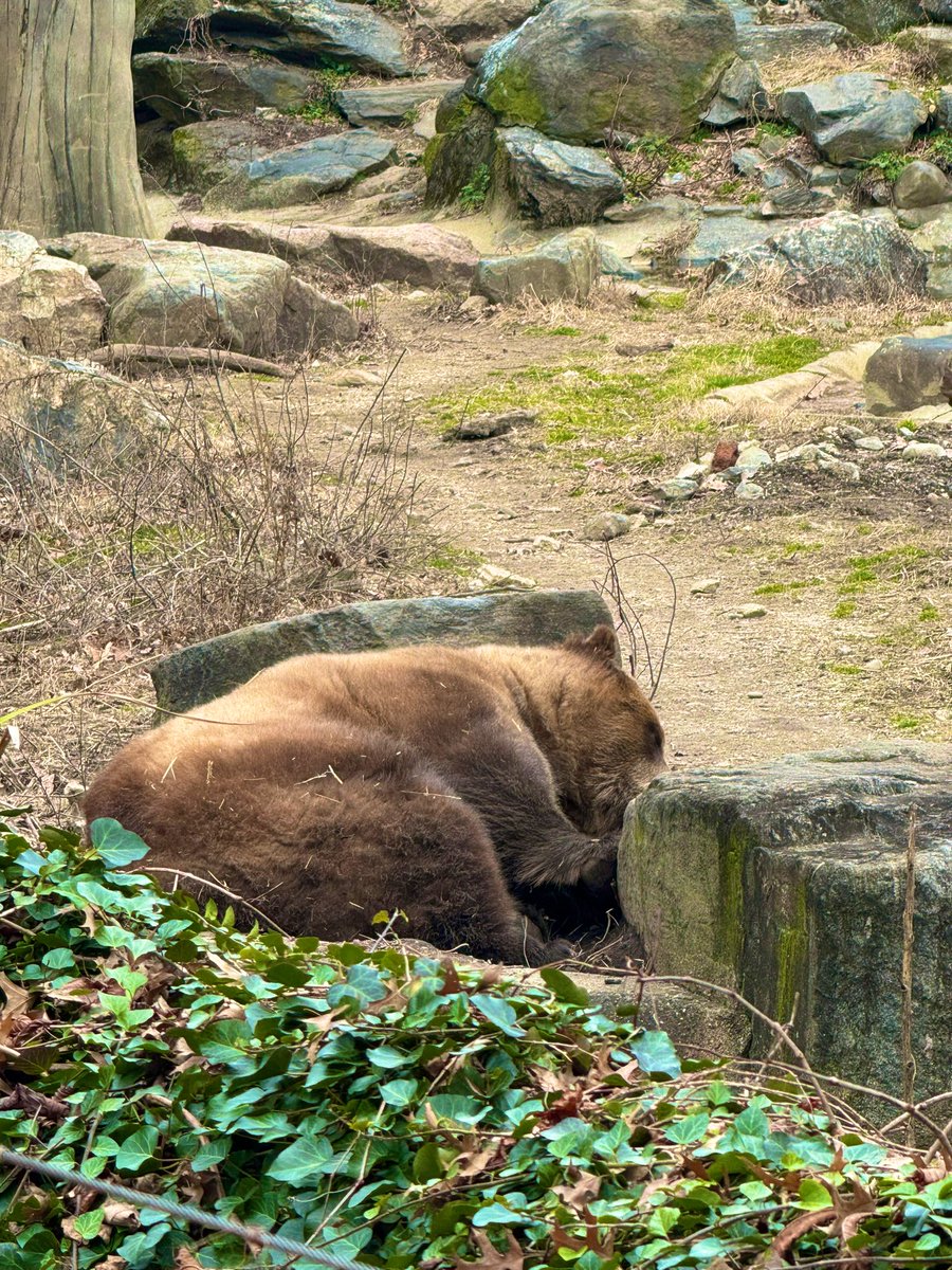 Spent our morning at the @BronxZoo. #RAMILY