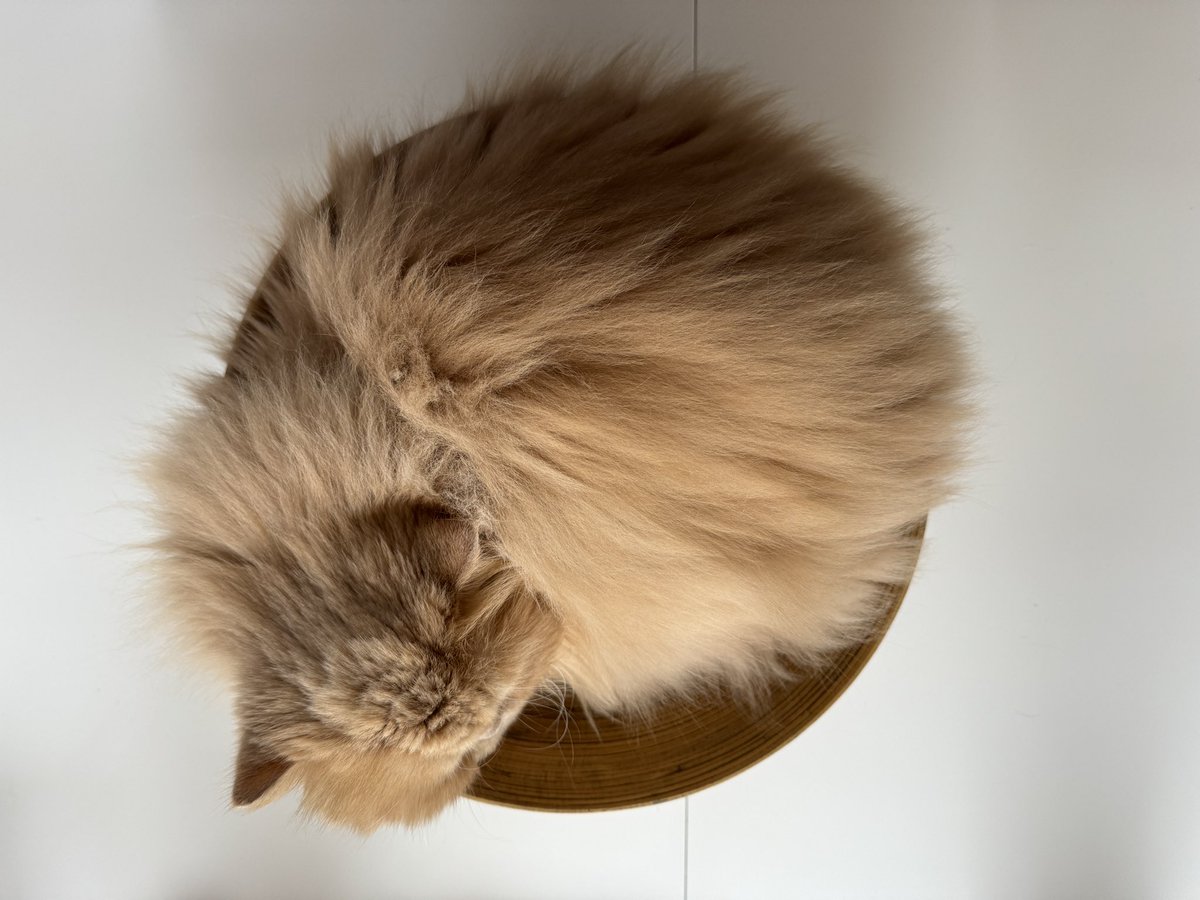 I don’t understand why there is a Puppy Bowl but not a Cat Bowl “If I Fits I Sits” challenge. 😼 #Caturday #CatsofTwittter #PuppyBowl #SuperBowl2024 #SuperBowl