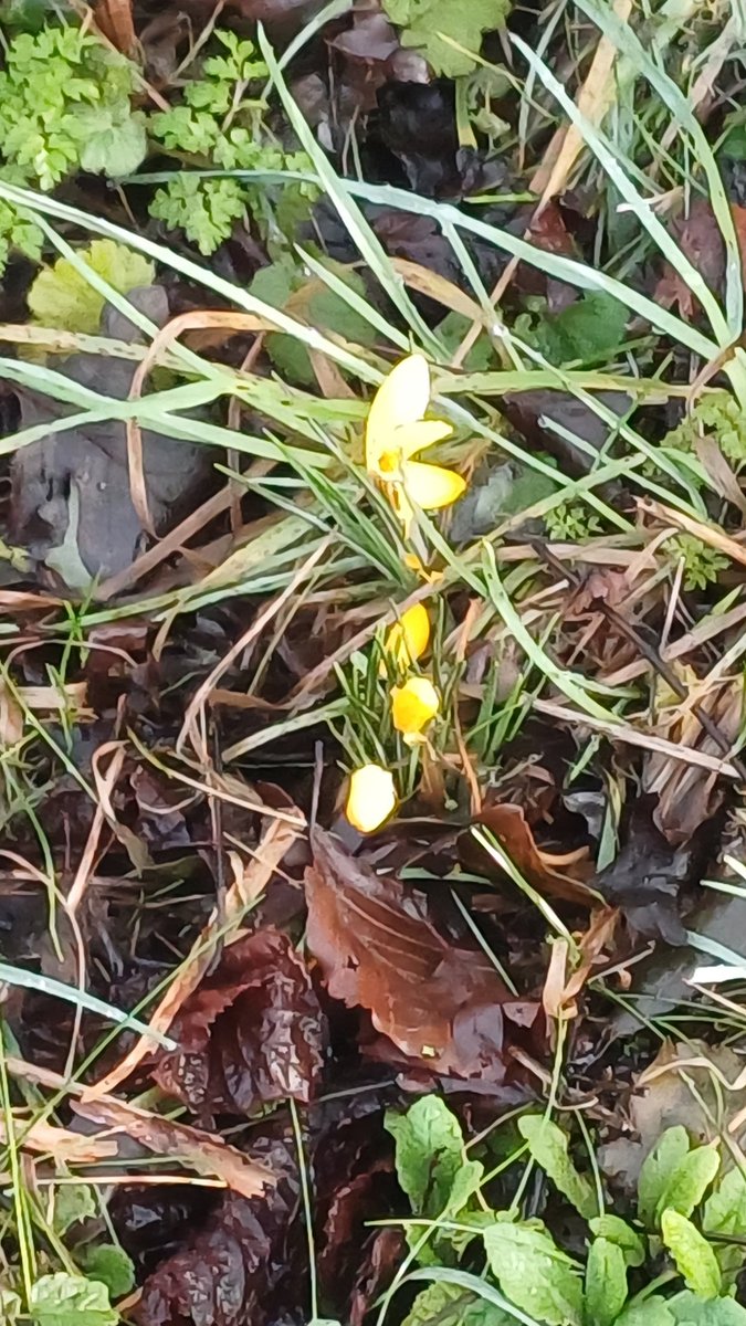 Bestestgundog's tweet photo. @sjnwoh Nevva mind AntySabine 🙂 main thing is yoo done saw them.. the birds here is all pairin up now so it gettin noisy😆😆and we finded new flowers and the snowdrops is really bloomin evrywhere #springcomingsoon 😊😊 https://t.co/PriW2m0WDF