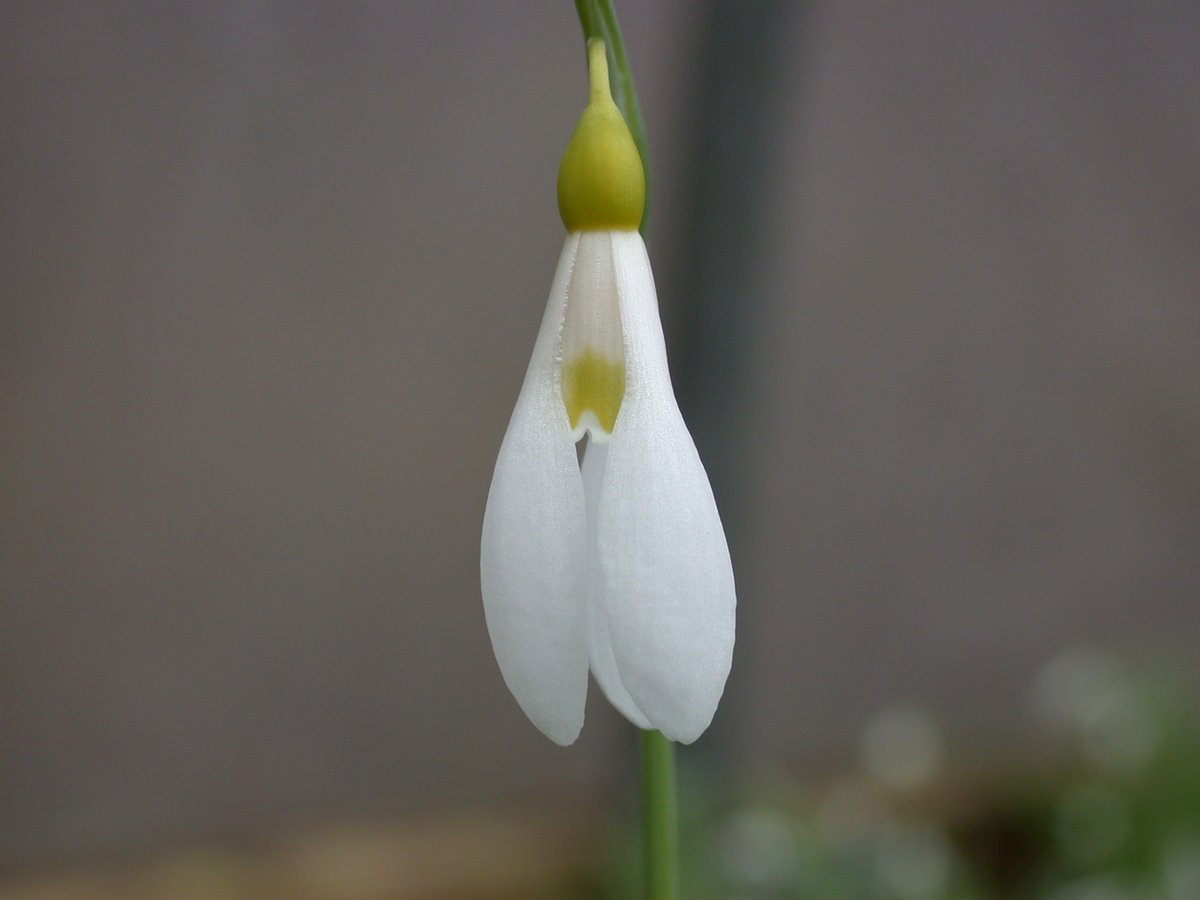 HartsideNursery's tweet photo. Spring is hopefully not too far away. The named "Snowdrops" planted in the garden are building up into nice clumps now and providing an attractive display which should last for quite a few weeks - more varieties to get planted out. It will keep Sean busy. https://t.co/4sSSuzBoOB
