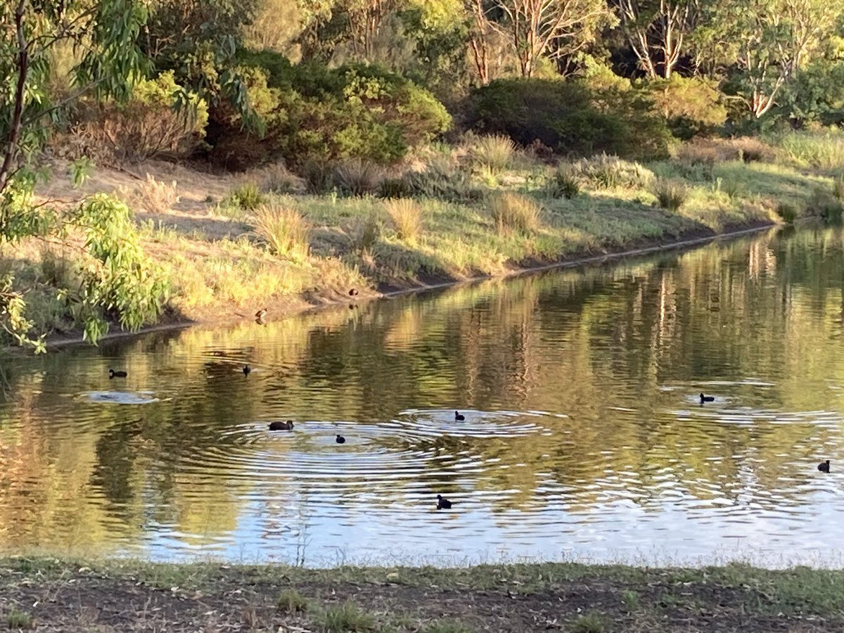 SuzeSchulz's tweet photo. 3k off my Dublin challenge this morning. Not many out and about yet on a Sunday morning but the ducks were there. #conquerorschallenge https://t.co/OYg8Dftesg