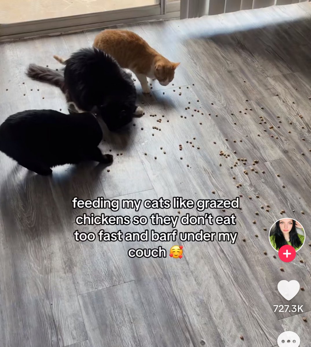 The_sigma_fem's tweet photo. Take notes fellow cat owners https://t.co/GVKkbeqZIY