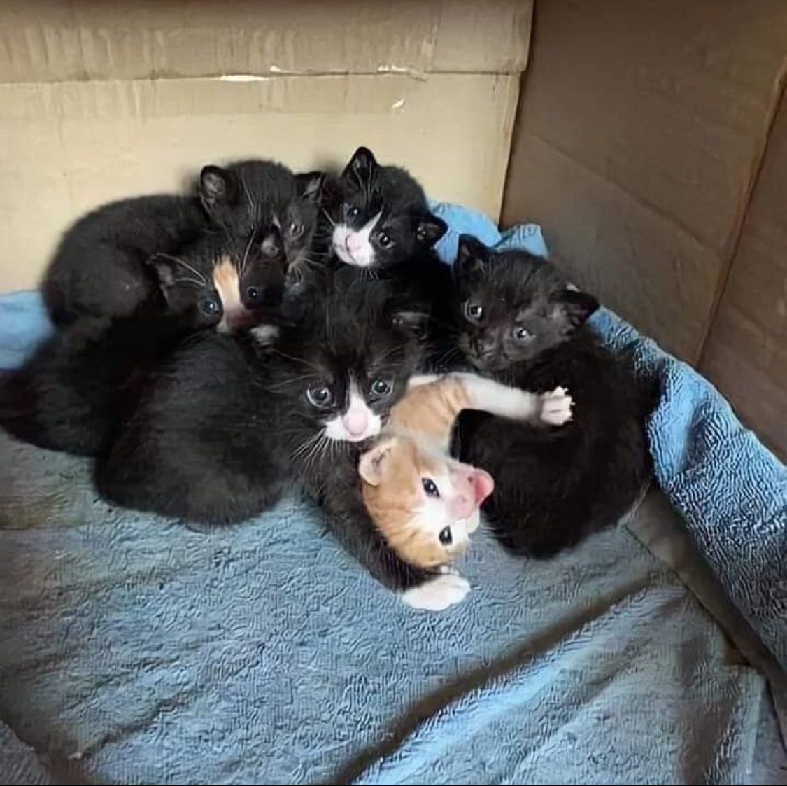 Punch Cat (@punchingcat) on Twitter photo 