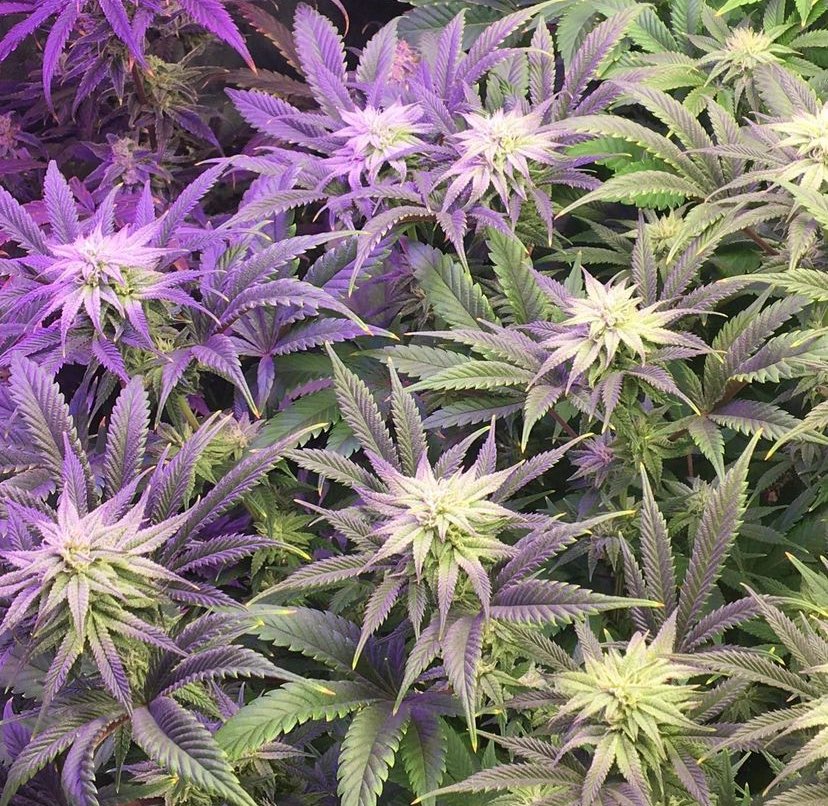 Couple times a year smells like a skunk got ran over in the neighborhood lol.. 🦨 💨 

#WeedLovers #CannabisCommunity #cannabisculture #cannabisgrower #StonerFam #weedlife #Mmemberville #stoner #weedsmokers