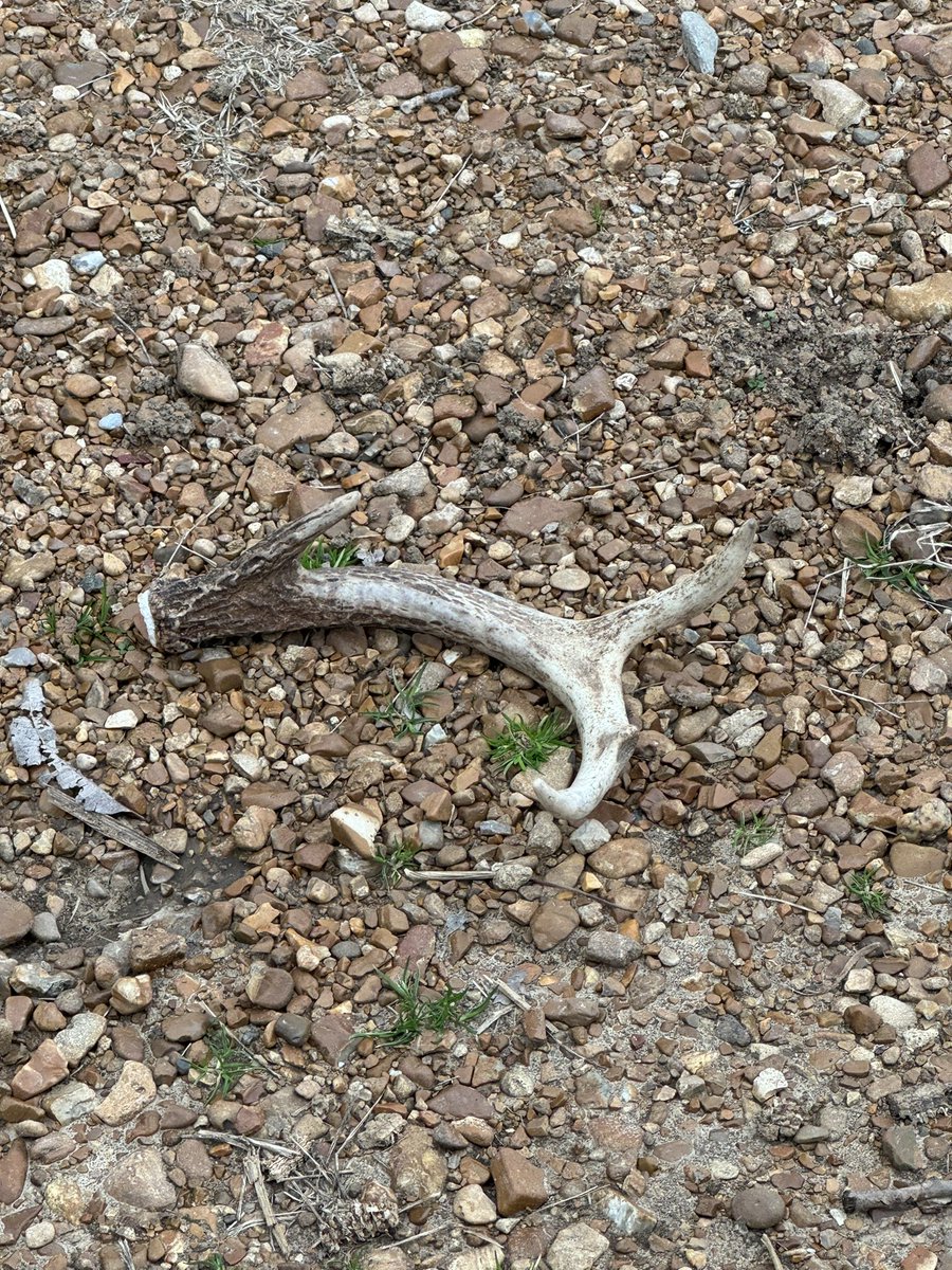 Love when they drop em in the gravel road…..