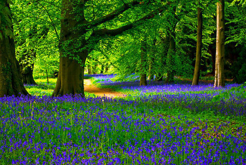 Bluebell Wood, North Yorkshire, England #BluebellWood #NorthYorkshire #England trentriley.com