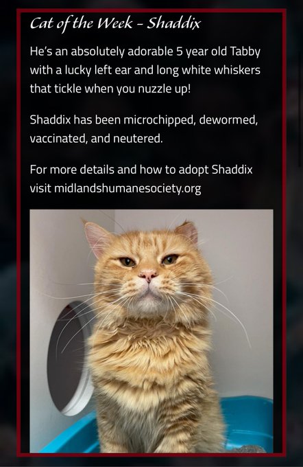 ToxicDestiny666 ($10 OF) - @JacobyShaddix the perfect cat for you is here on Council Bluffs !! https://t.co/8wvQdUIJUT