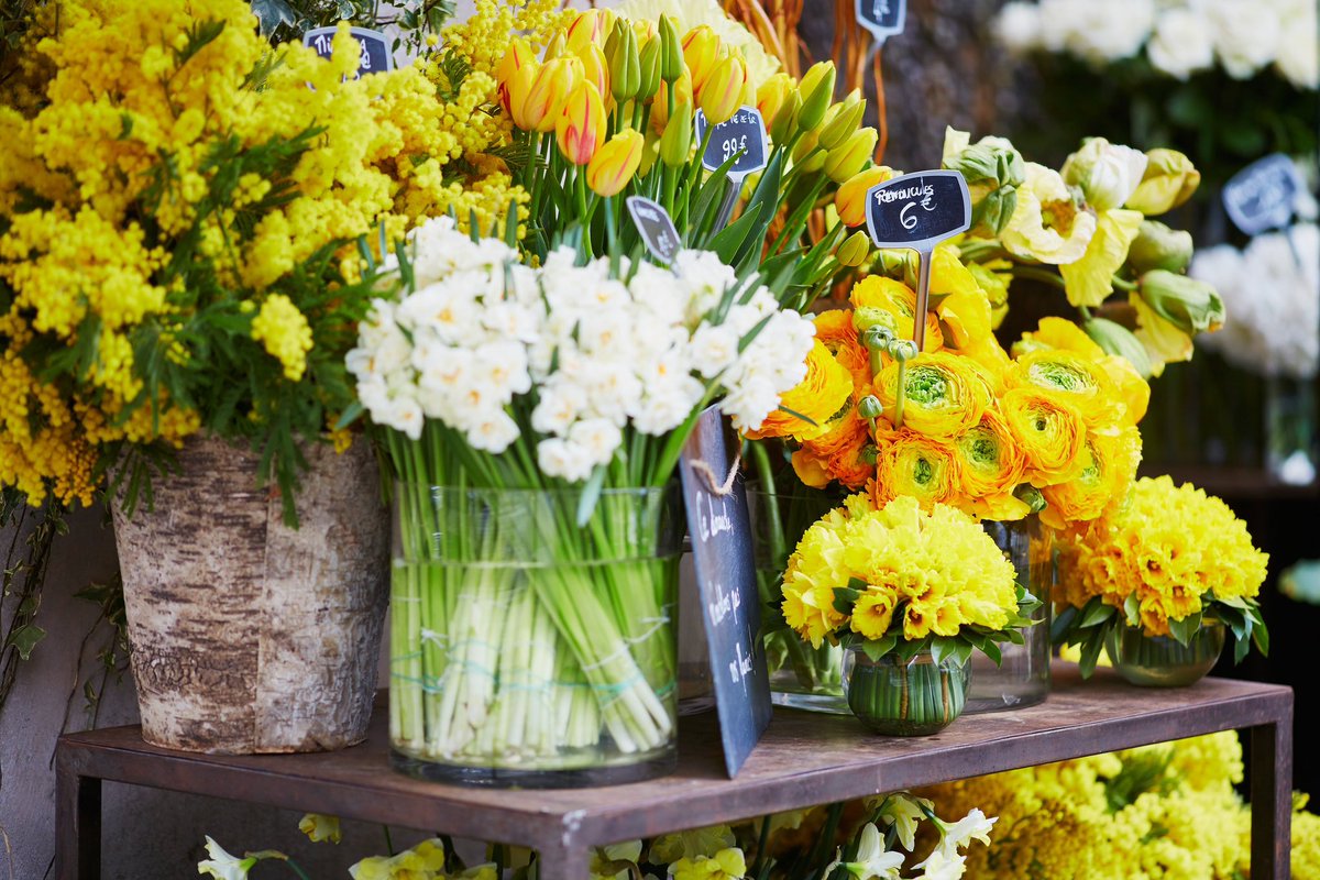 Sunday Happiness 💛 I love these bunches of Mimosa at a #Paris florist 💛 Read how the Australian #flower is now grown across and celebrated in #Provence 🇫🇷 afrenchcollection.com/mimosa-festiva…