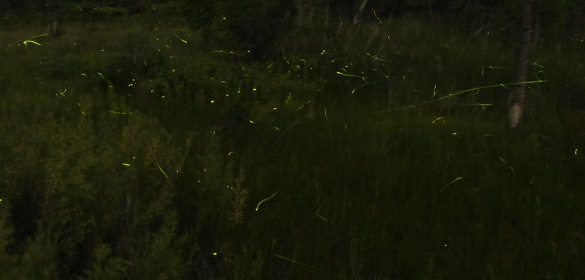 1/n 🌟🐝🔥 New paper alert 🌟🐝🔥 'Embracing firefly flash pattern variability with data-driven species classification' with @nguyenchantal , @RaphaelSarfati , @DieuMyNguyen , M Iuzzolino, M Chowdhury, @ryanlayer, @oritpeleg nature.com/articles/s4159…