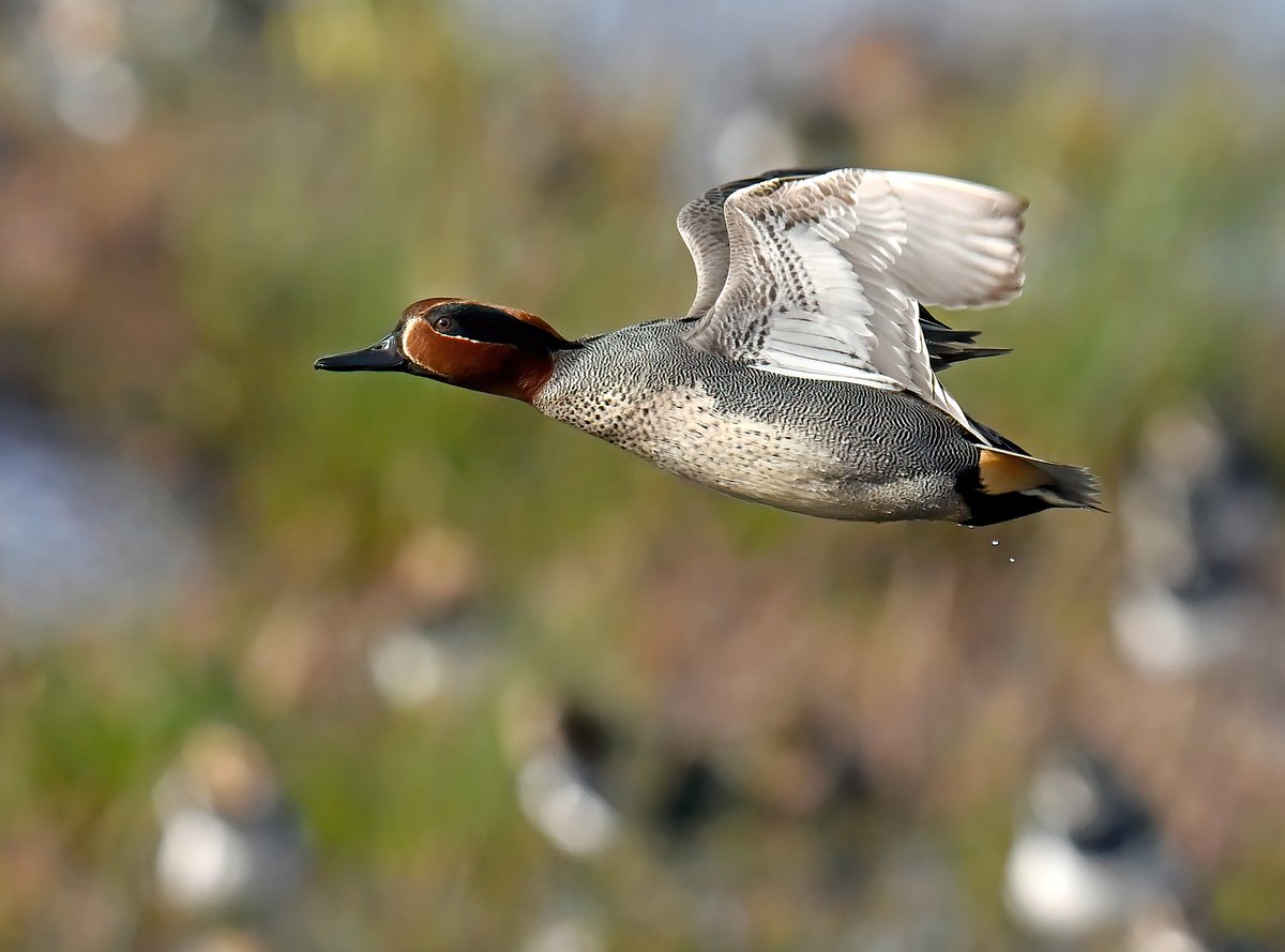 Male Teal flyby. 😊
 Taken yesterday at RSPB Greylake in Somerset.
#TwitterNatureCommunity 🦆