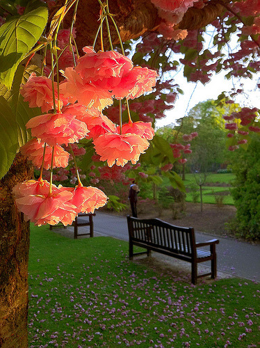 Sunset Blossoms, Cardiff, Wales #SunsetBlossoms #Cardiff #Wales shirleymarsh.com
