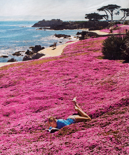 Seaside Park, Monterey, California #SeasidePark #Monterey #California vincentgriffin.com