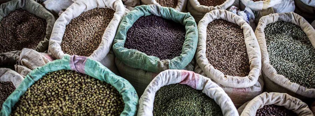 Today, as we all herald #WorldPulsesDay, we @GreenportNg celebrate these tiny wonders, making BIG impact!🌾💚

Pulses play a pivotal role in fostering a healthier planet and nourishing communities. Pulses, also known as legumes, are the edible seeds of leguminous plants which