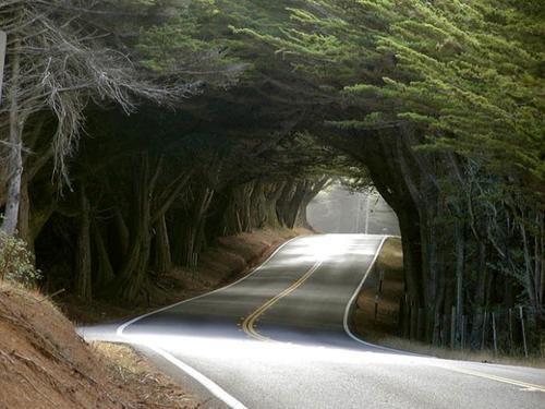 Natural Tree Tunnel, Monterey Peninsula, California #NaturalTreeTunnel #MontereyPeninsula #California trevorwanderlust.com