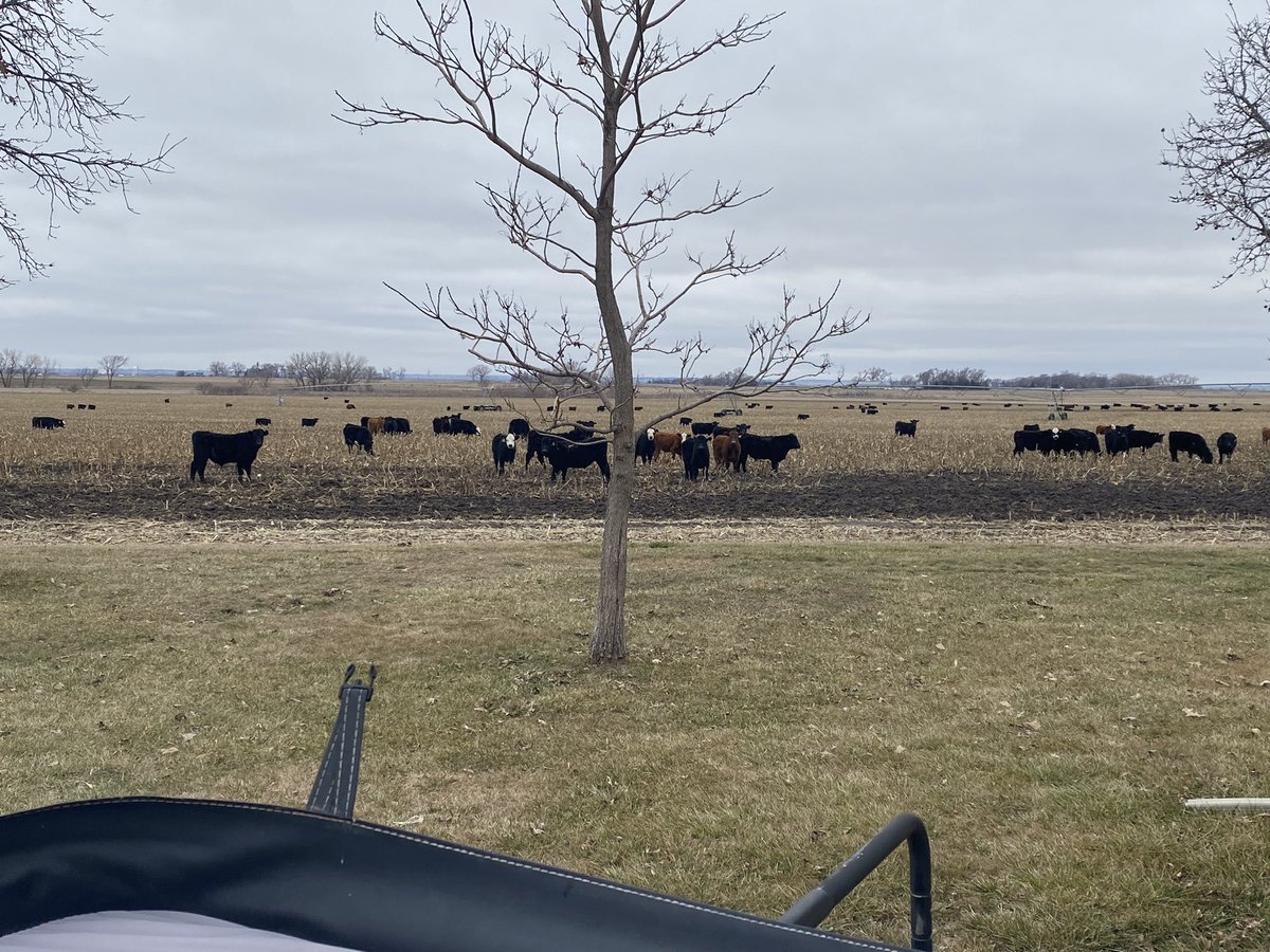leisurepilot's tweet photo. The view from my jacuzzi - I ❤️ rural living! Awesome neighbors! https://t.co/hOhgFc8dB2