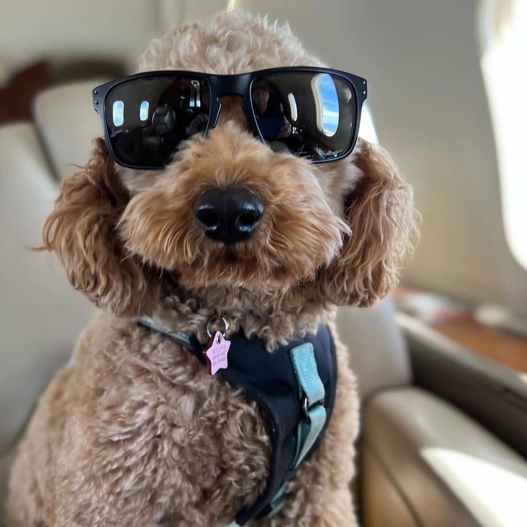 kenjeong's tweet photo. Mocha will make her Super Bowl ad debut tomorrow. I’m worried the fame is getting to her head. https://t.co/d8jzzNa9Rs