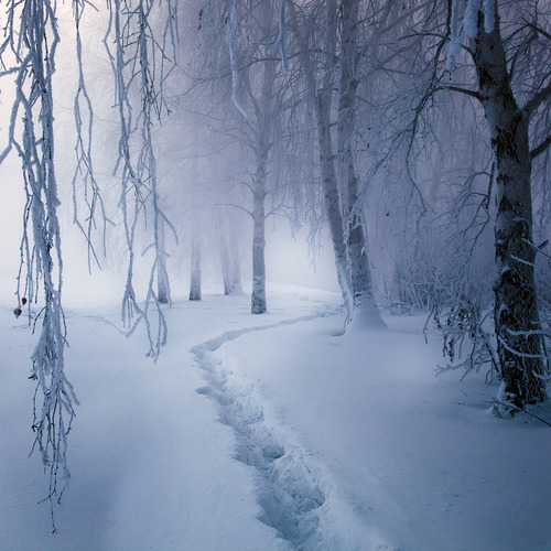 Snow Path, Finland #SnowPath #Finland gabrielfrost.com