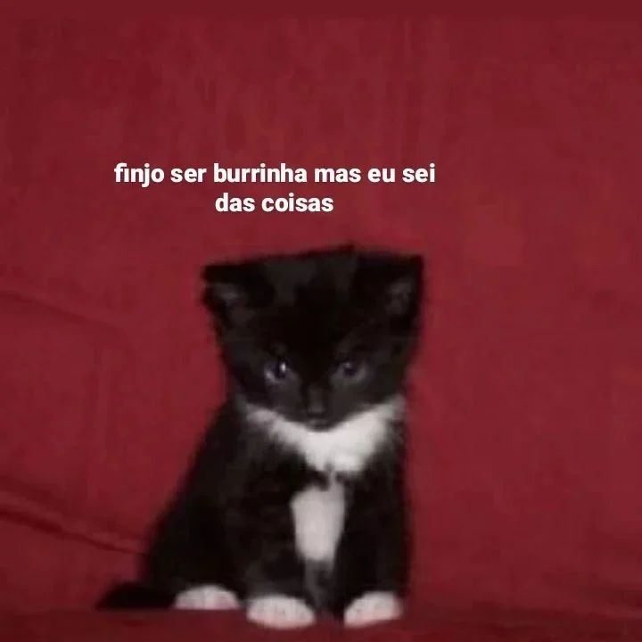 animaisfrases_'s tweet photo. https://t.co/cM4VNMXU0J