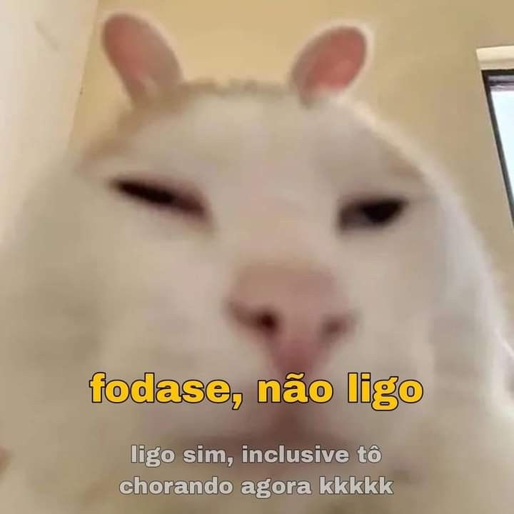 perfil dedicado a gatinhos e peitos (@odeiootaco) on Twitter photo 