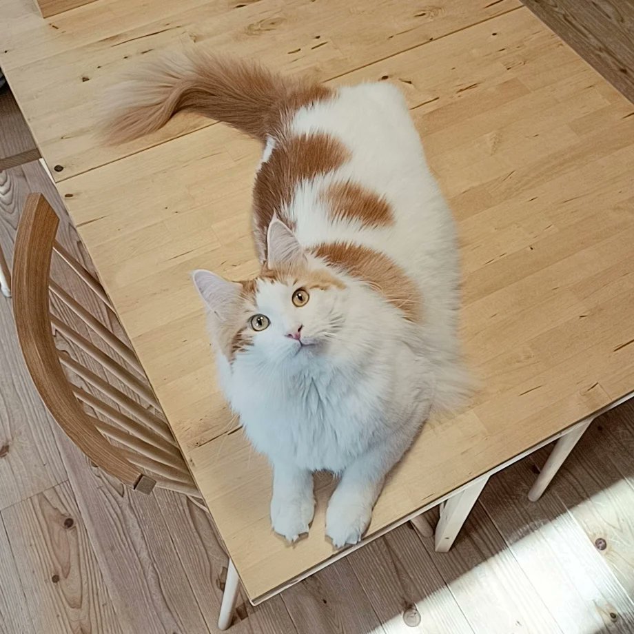 mainecoon_sette's tweet photo. おはようございます♪
机は譲れないにゃ🐱
#メインクーン #メインクーン男の子 #長毛猫 #猫 #猫のいる暮らし #今日の猫 #朝 #おはようございます #占領する猫 #独り占め #机の上の猫 #寛ぐ猫 #maincoon #maincoonlovers #maincoonboy #cat #todayscat #goodmorning #onthetable #relaxingcat https://t.co/XdWgW9CVdd