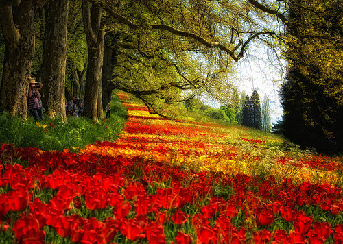 Red Petal Meadow, Mainau, Germany #RedPetalMeadow #Mainau #Germany agathapace.com