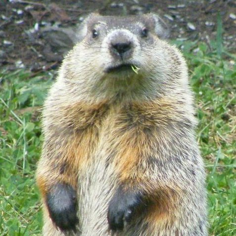 Steve Mitt tweet media