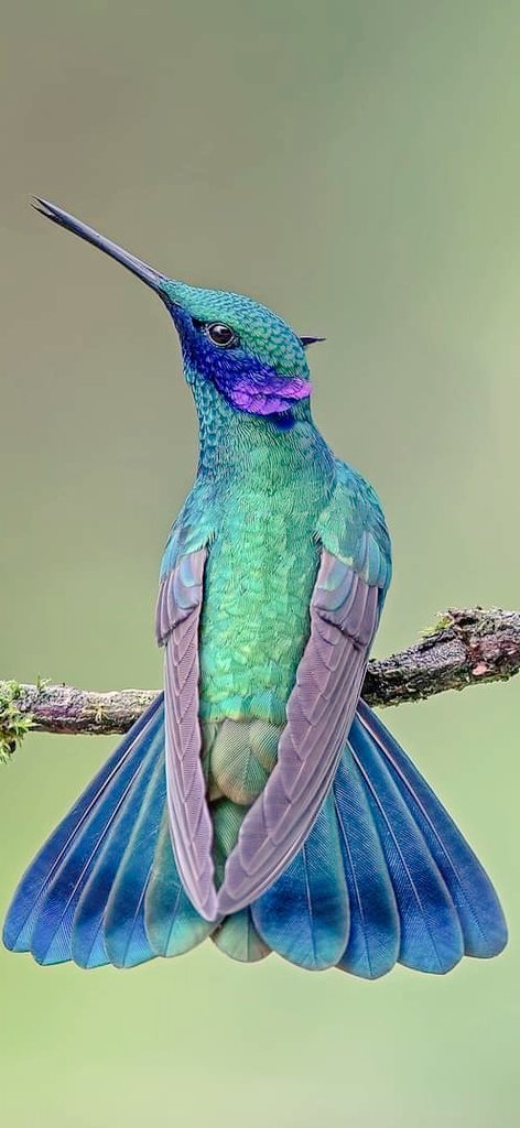 Goyo ..🎶🎸🎹 tweet media