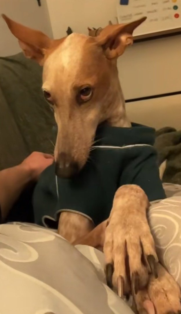 tengounataser's tweet photo. El perro que te dice VOS SOS ESTÚPIDA? con la mirada https://t.co/srAASPVUPD