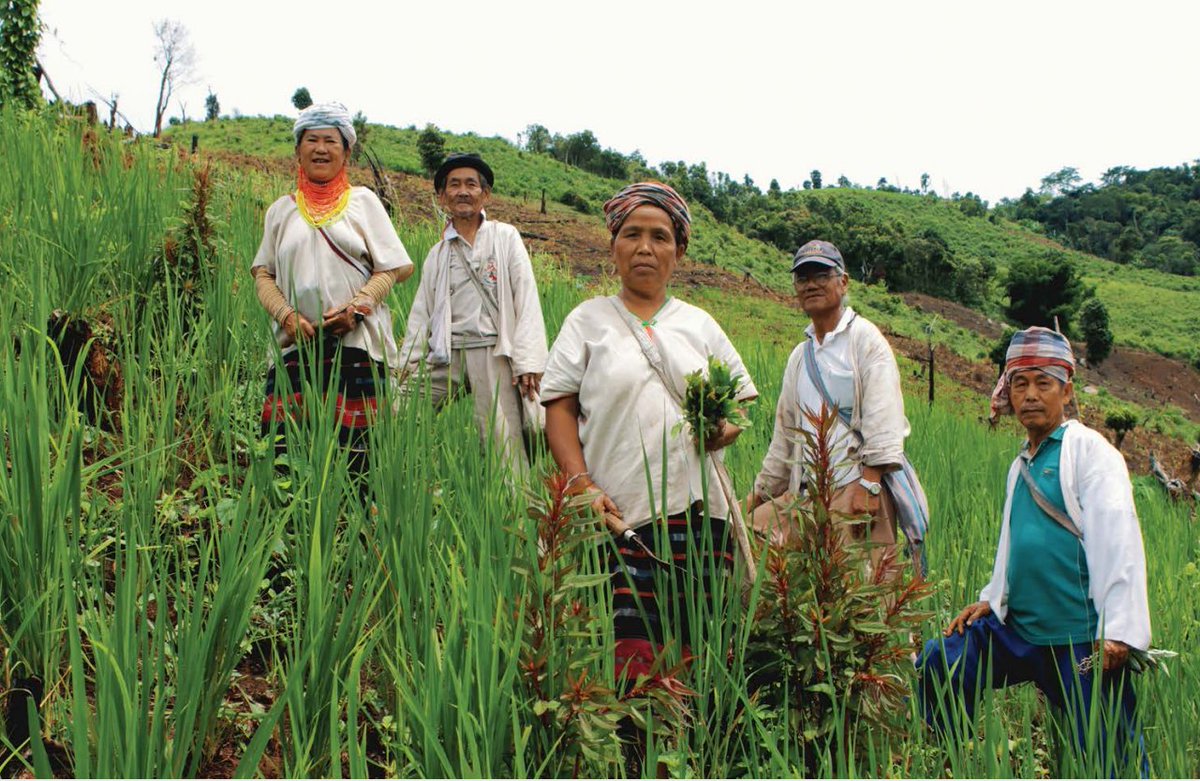 The photo book presents the worldviews of the Pga K’nyau and Lua Indigenous Peoples from Northern Thailand on Indigenous Food Systems. 🌿Download the English and Thai versions at aippnet.org/rice-in-the-ro… #WeAreIndigenous #IndigenousFoodSystems #IKPA #indigenouswomen