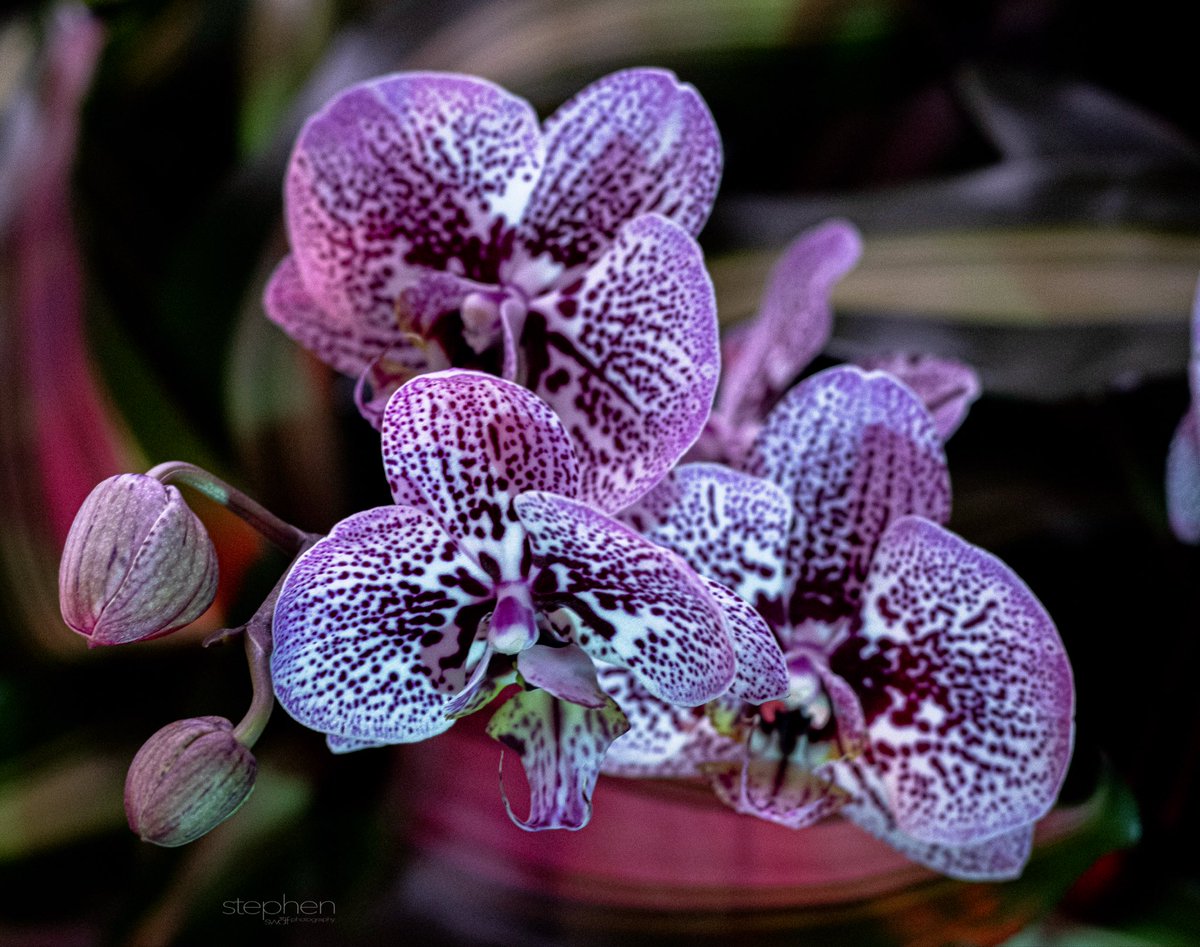 Orchids Forever: Golden Hour

#orchids #orchid #loveorchids #orchidshow #orchidsforever