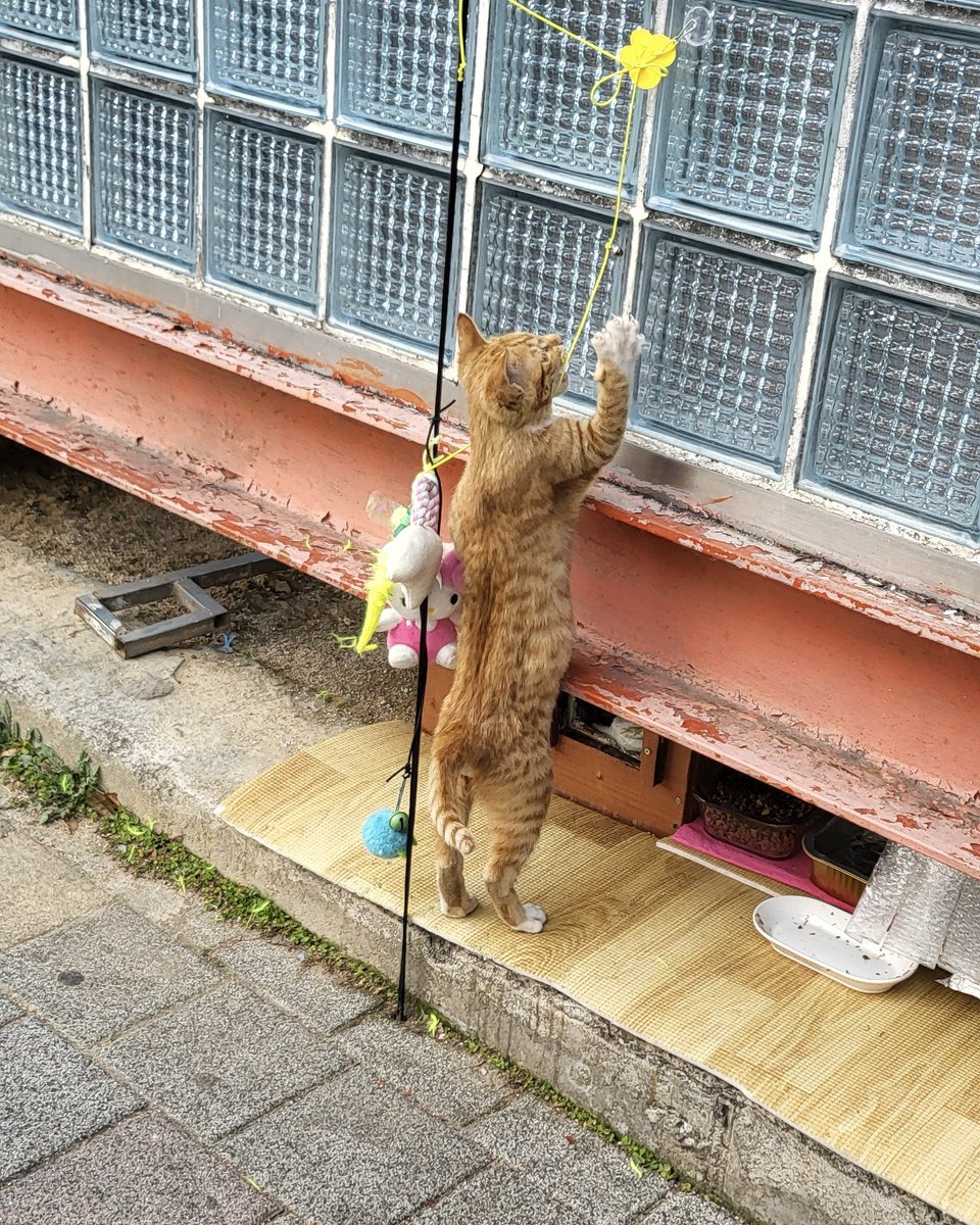 이번 연휴 때 만난 고영이들 ~ 💗