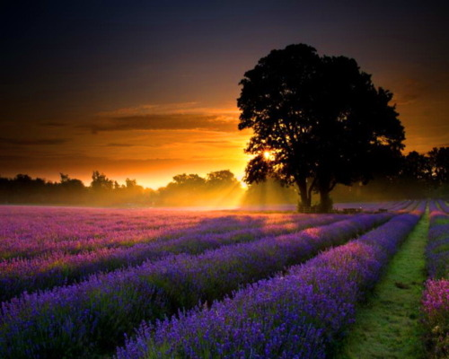 Lavender Sunset, Provence France #LavenderSunset #ProvenceFrance mirandanelson.com