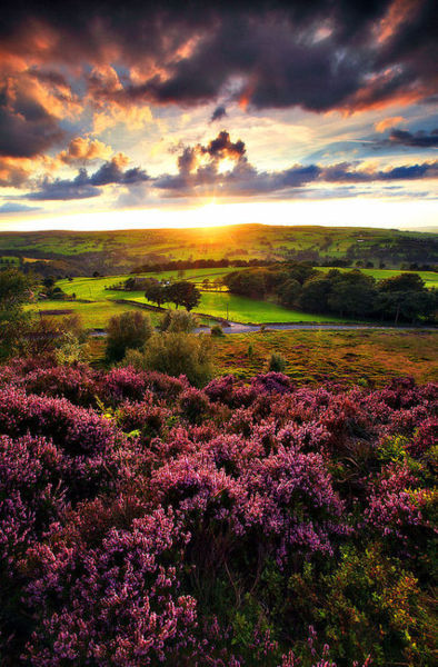 Sunset Moor, Yorkshire, England #SunsetMoor #Yorkshire #England milesriley.com