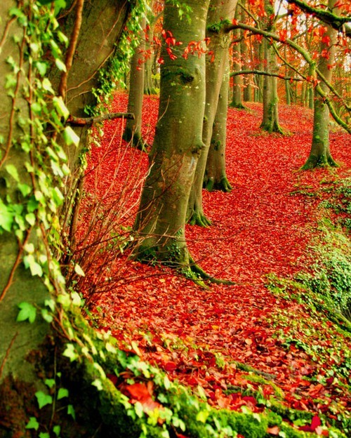 Autumn Forest, Dublin, Ireland #AutumnForest #Dublin #Ireland breebites.com