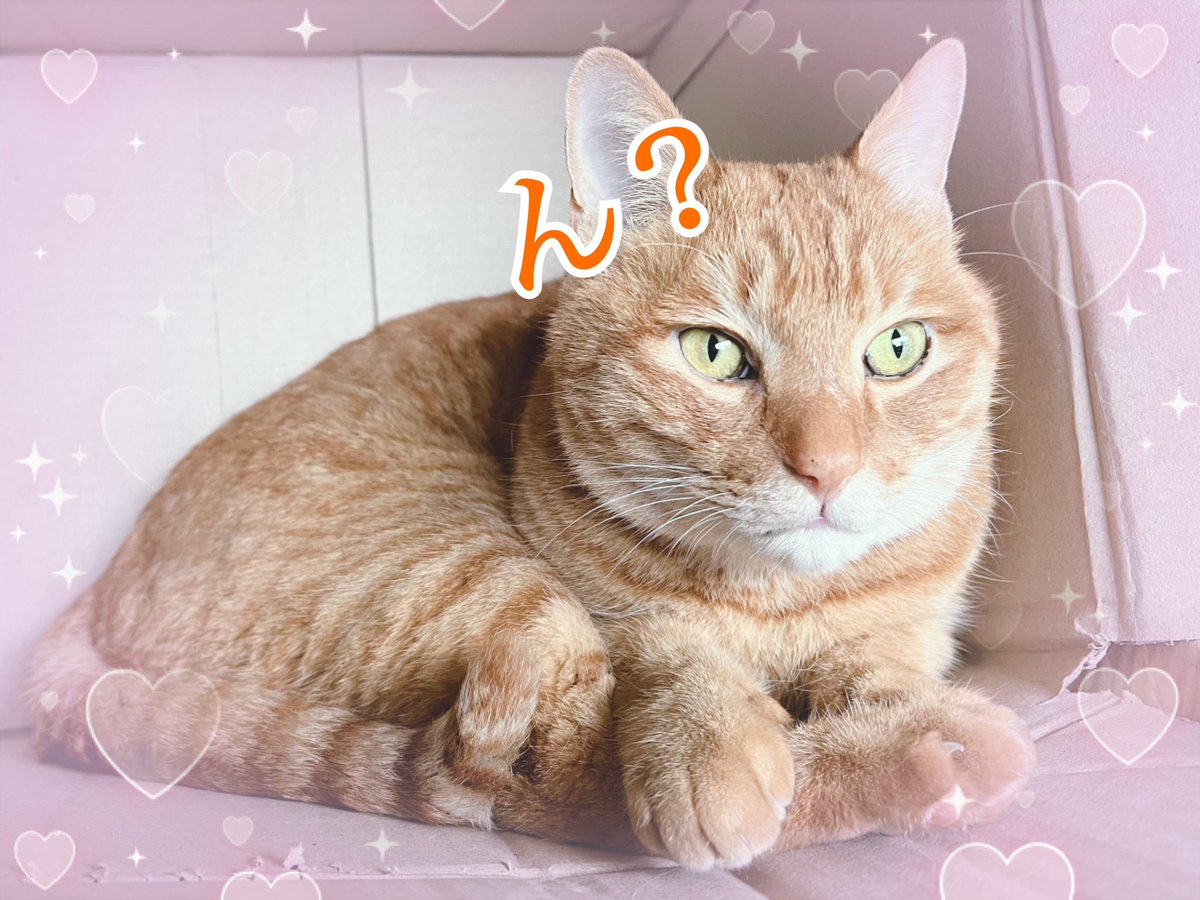 おはようございます🍀
三度寝からやっと覚醒した飼い主です

もふもふ🐱は相変わらずくしゃみを
しておりますが…
運良く？仲の悪い茶とらさん🐈とは
距離をおいているので、お医者様が
心配していた二次感染は大丈夫👌🏻

って！なんでくっついて寝とんねん‼︎
我が家は今日も朝から賑やかです‼︎