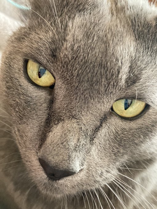 Twitterのコスプレ画像4