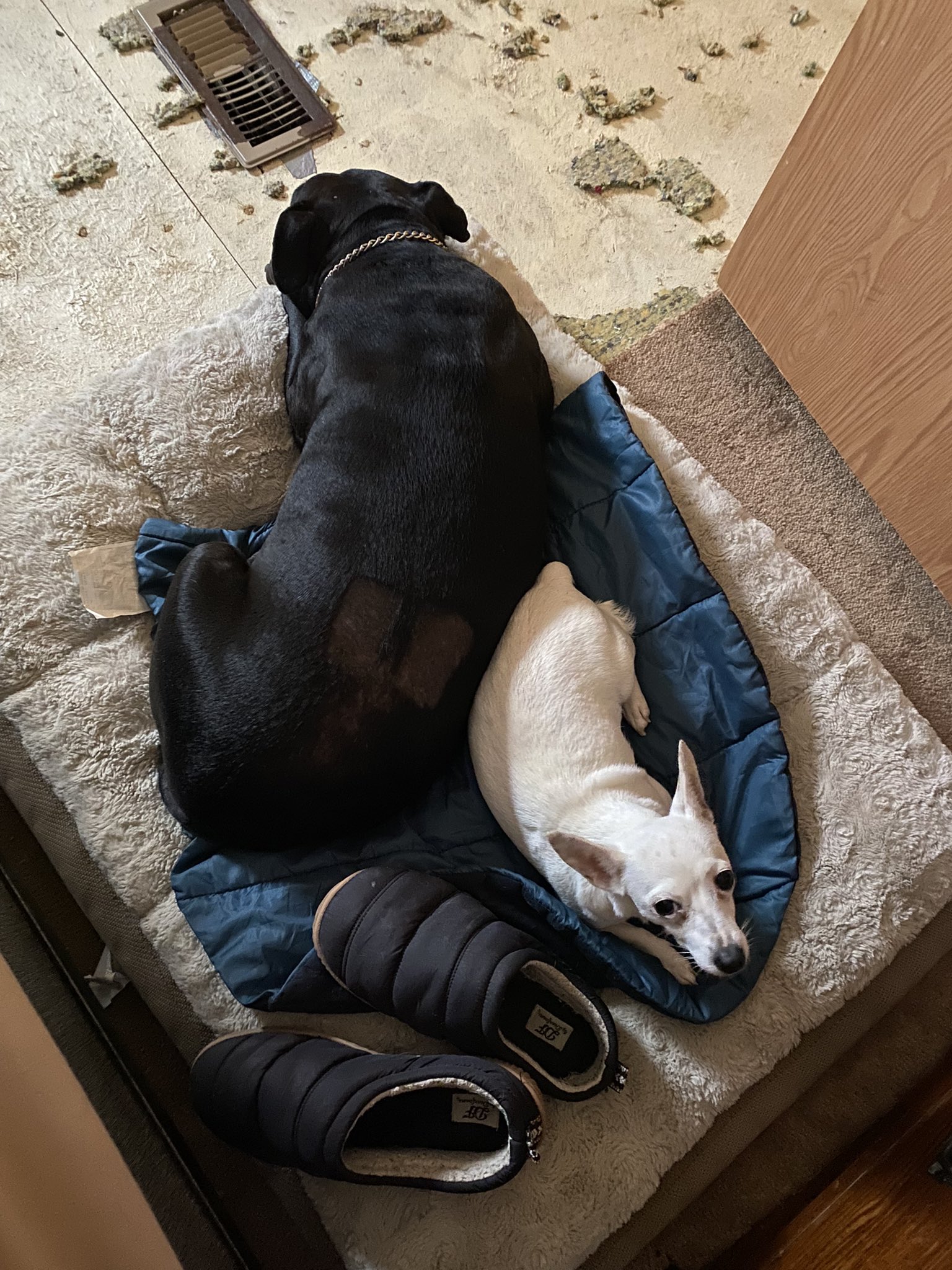 Next dog slippers sale