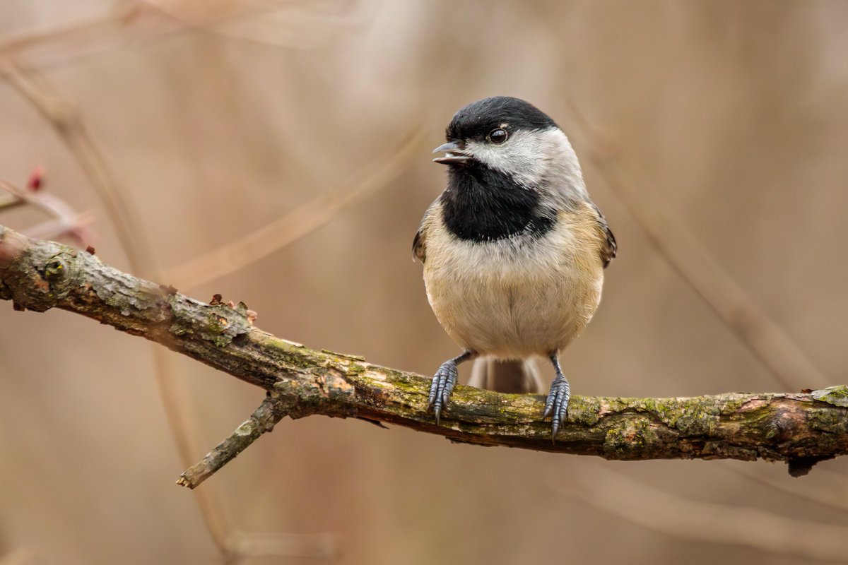 MelodyAnneM's tweet photo. Spent the afternoon in the woods watching the Chickadees.
Photographed with a Canon 5D Mark IV & 100-400mm f/4.5-5.6L lens +1.4xIII.
#birdwatching #wildlifephotography #mympb #mpbcom #teamcanon #canonusa https://t.co/Ljti9bneIs