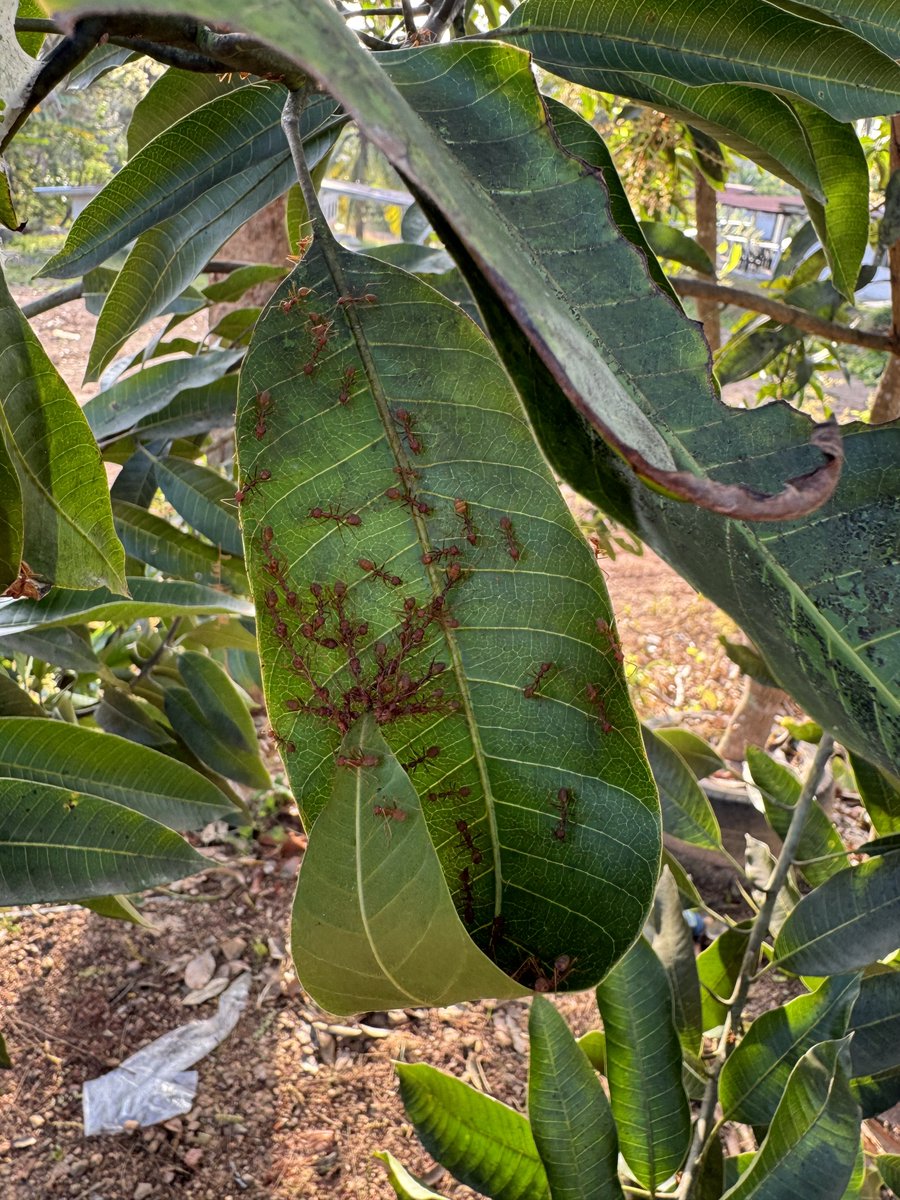 acaiijawa's tweet photo. Hebat kerengga ni.

Aku perhatikan, mereka amik masa 15 minit nak gulung daun camni.

Cuba cari siapa supervisor dan arkitek tak jumpa.

Daun mana nak pilih. Bagaimana diaorang komunikasi. Camne nak bagitau pagi ni kumpul ada gotong-royong pukul 9:00 pagi dll.

Subhanallah. https://t.co/vd5GWOZAYH