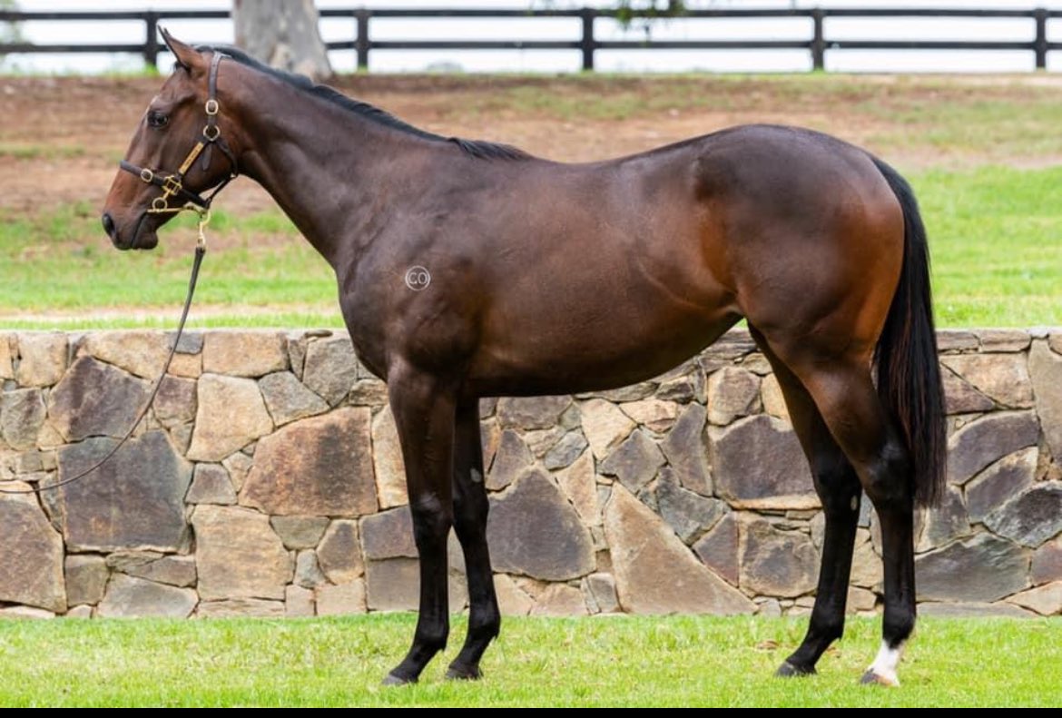 I have just purchased lot 9 at the <a href="/inglis_sales/">Inglis</a> Class Sale. A filly by Blue Point she is a half sister to Bons Away. She looks a sharp type who we expect to race as a 2yo. To get involved please get in touch with the team.