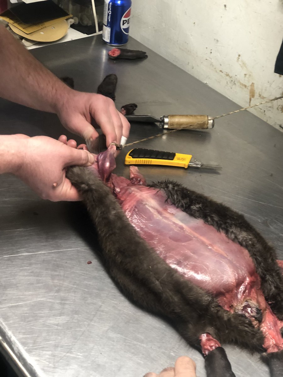 madtrapper31's tweet photo. Great 2nd weekend of the trapping course…fellas got after some skinning last night and today got into the bush to learn how to make some sets!! https://t.co/5bu3gjat4I