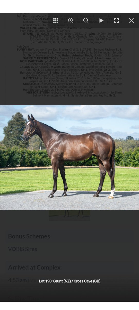 HallPania's tweet photo. Lot 190 @inglis_sales Grunt @YulongInvest ❤️ #classicsale https://t.co/xofAWcYbCb