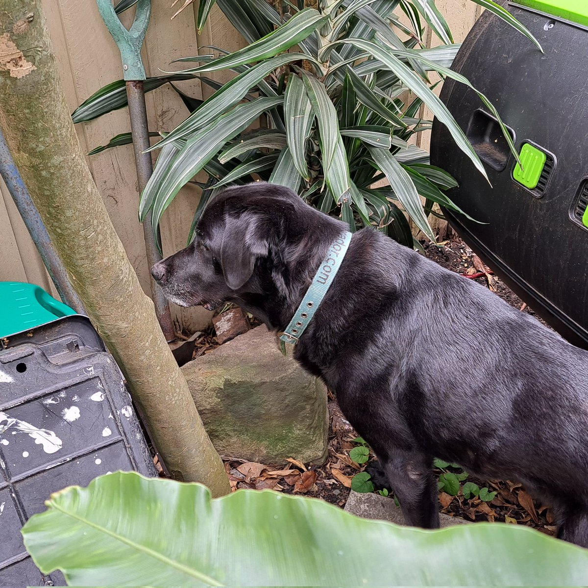 tallandtrue's tweet photo. This 2019 post popped up in my timeline memories this morning, and later in the day, Jet struck a similar pose in the same place in the garden! ππΆπ #dogs #mydog #mydogposts https://t.co/Z7uTBxFpem