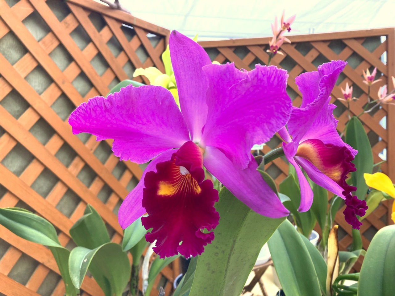 蘭様　　琉球*海花のたね④ 園芸JAPAN【毎月12日発売】 on X