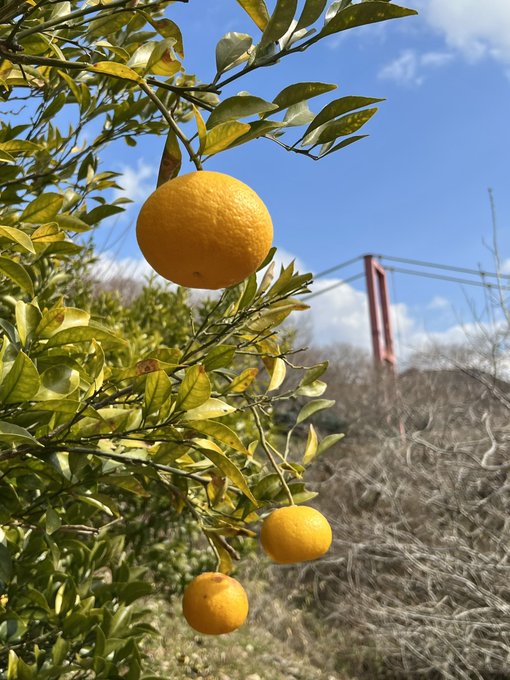 「leaf orange (fruit)」 illustration images(Latest)